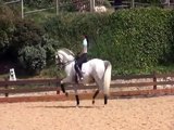 Barcelona Horses - Grand Prix PRE Stallion