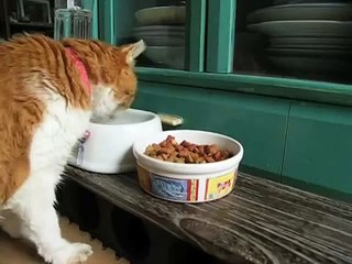 22歳全盲の猫チョキの生活NO.16 超高齢老盲目ネコの介護記録 Life of a blind cat