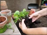 Potting Geranium cuttings