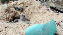 Christmas Island National Park -- Green sea turtle hatchling