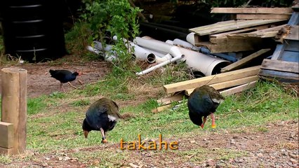 GLOBO REPÓRTER - Nova Zelândia - 29-05-2015 PARTE 1/3 Online Completo Íntegra 29/05/2015 HD 720p