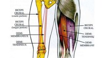 douleurs au genou - Les 8 causes les plus fréquentes de vos douleurs aux genoux