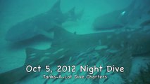 Nurse Sharks on Night Dive! - Diving Clearwater Florida