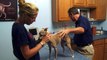 Dog Cat Pet Animal Acupuncture Veterinarians Ocala Gainesville Fl