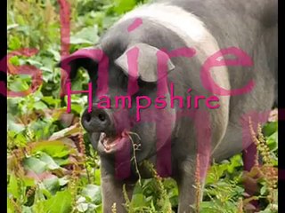 Different Breeds of Swine.wmv