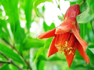 الهام مدفعي تشل تشل علي الرمان