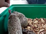 Hedgehog Eats Pinky