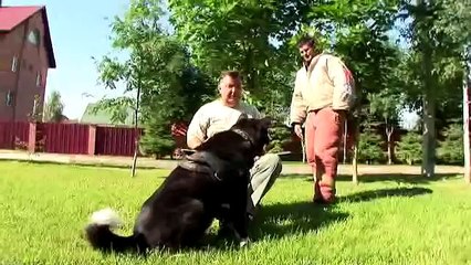 Akita work to the Guard