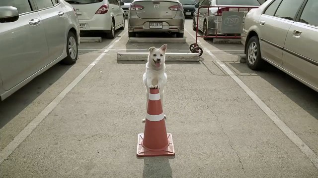 Vous allez vouloir ce chien