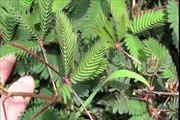Mimosa Pudica - Sensitive Plant - Putri Malu