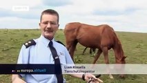 Irland: Herrenlose Pferde auf der grünen Insel | Europa Aktuell