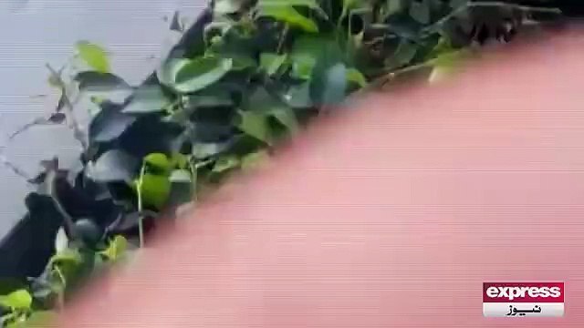 POLICE WALY KI LAIN DAIN