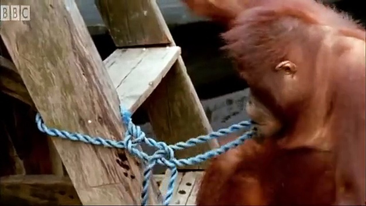 Des Orang-outans très très intelligent et bricoleurs!