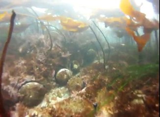 Abalone Dive June 2011