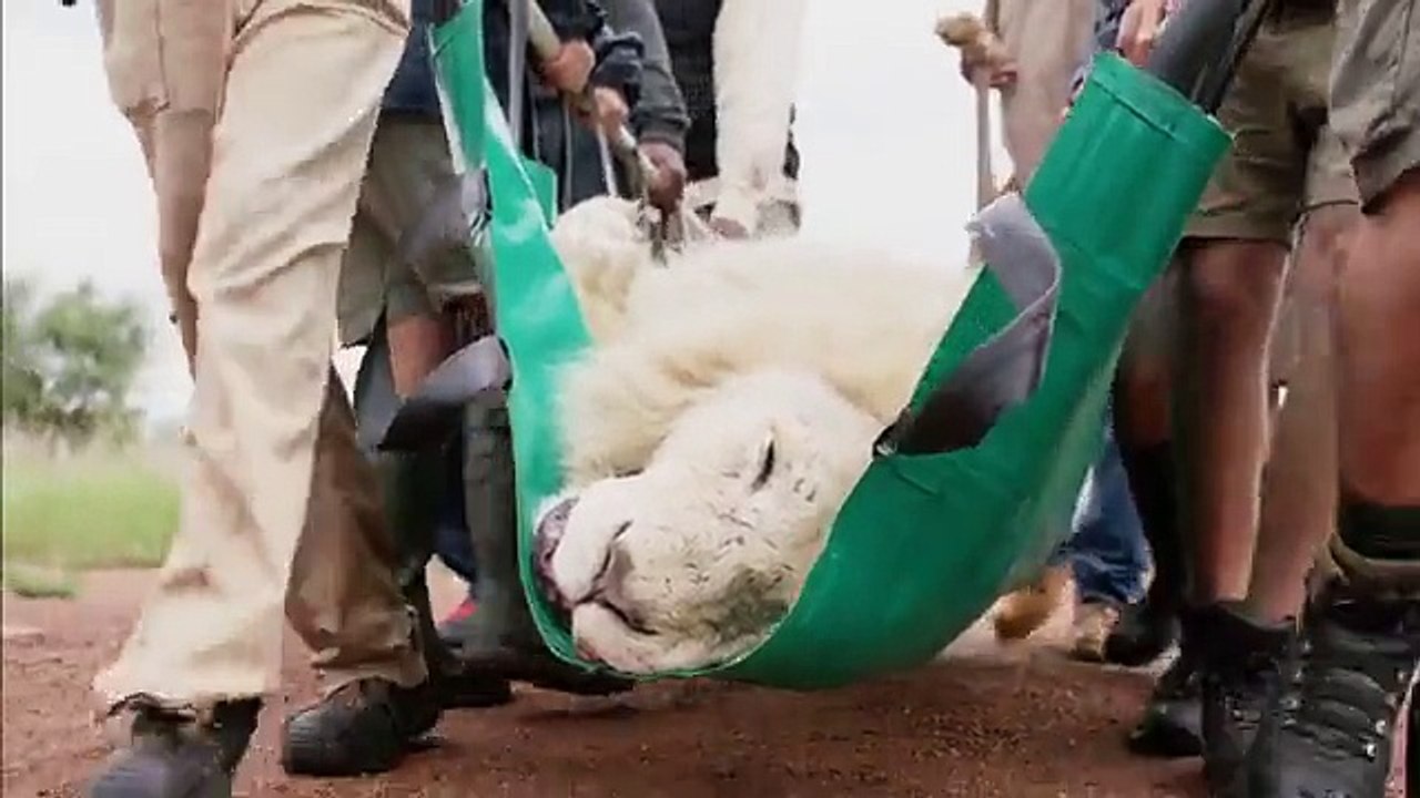 L'opération de la greffe des dents, d'Aslan, le lion.