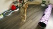 F2 Savannah Kitten playing with Mouse 'n' Sound Dangling Cat Toy by Sharples 'n' Grant (+ Review)