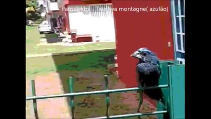 Patrick kbs -Twa twa montagne de compagnie azulão  Pássaros de companhia