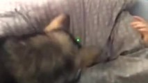 Comment réveiller quelqu'un de façon efficace ? Avec un chien et un pointeur laser