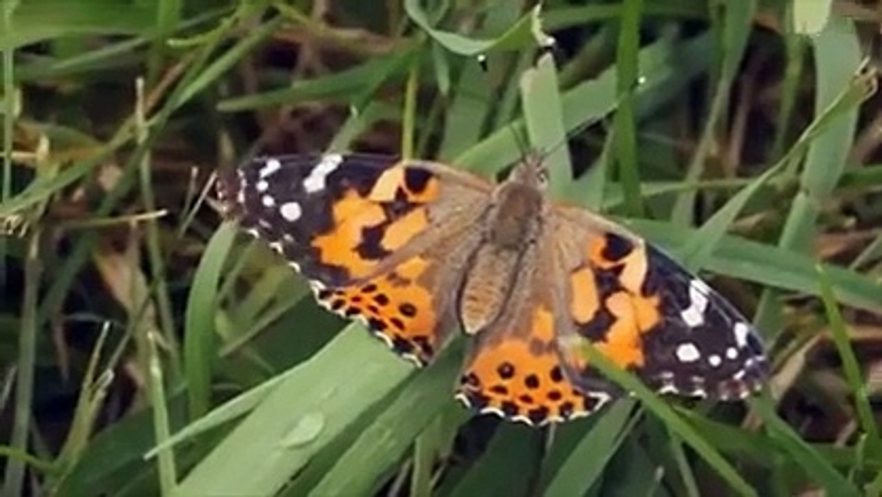 Dünyanın en güzel hali işte bu...SubhanAllah...