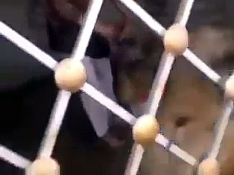 Whatsapp Latest Funny Videos | Lion Bath