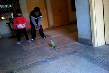 kids have fun with parrots.
