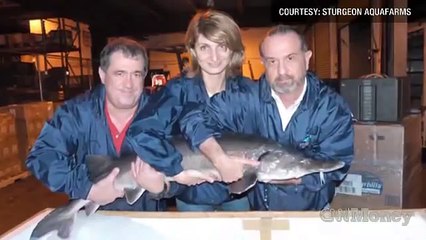 Beluga caviar, farmed in Florida