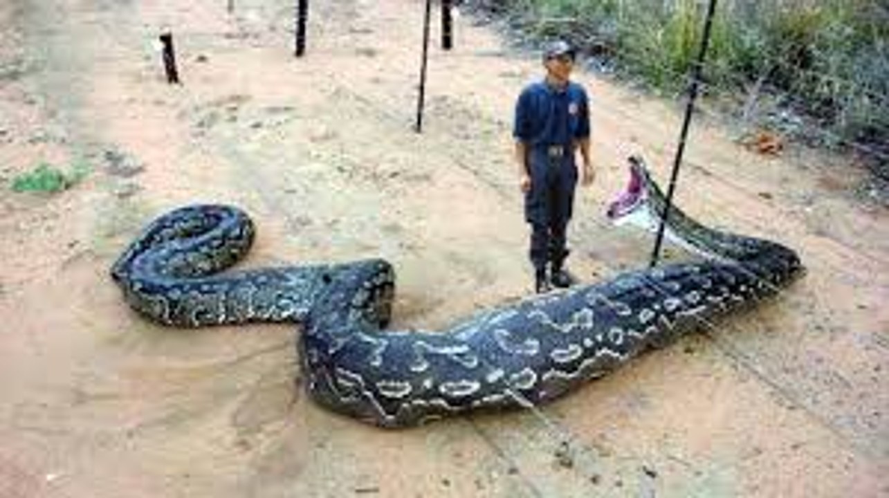 Giant Snake