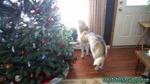 Shelby on the Bissell Vacuum Cleaner Box! Siberian Husky Lift off Multi-Cyclonic Pet Dog