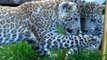 Leopard Cub Discovers Itself in the Mirror
