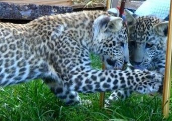 Leopard Cub Discovers Itself in the Mirror
