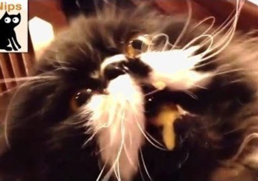 Storyful Presents the World's Funniest Cats