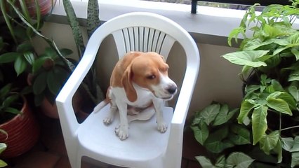 Perro Beagle Ladrando
