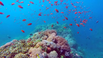 Dive in Anilao, Batangas City, Philippines. *GoPro underwater