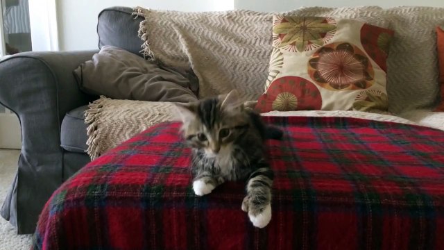 Winnie, le chat qui danse sur Uptown Funk