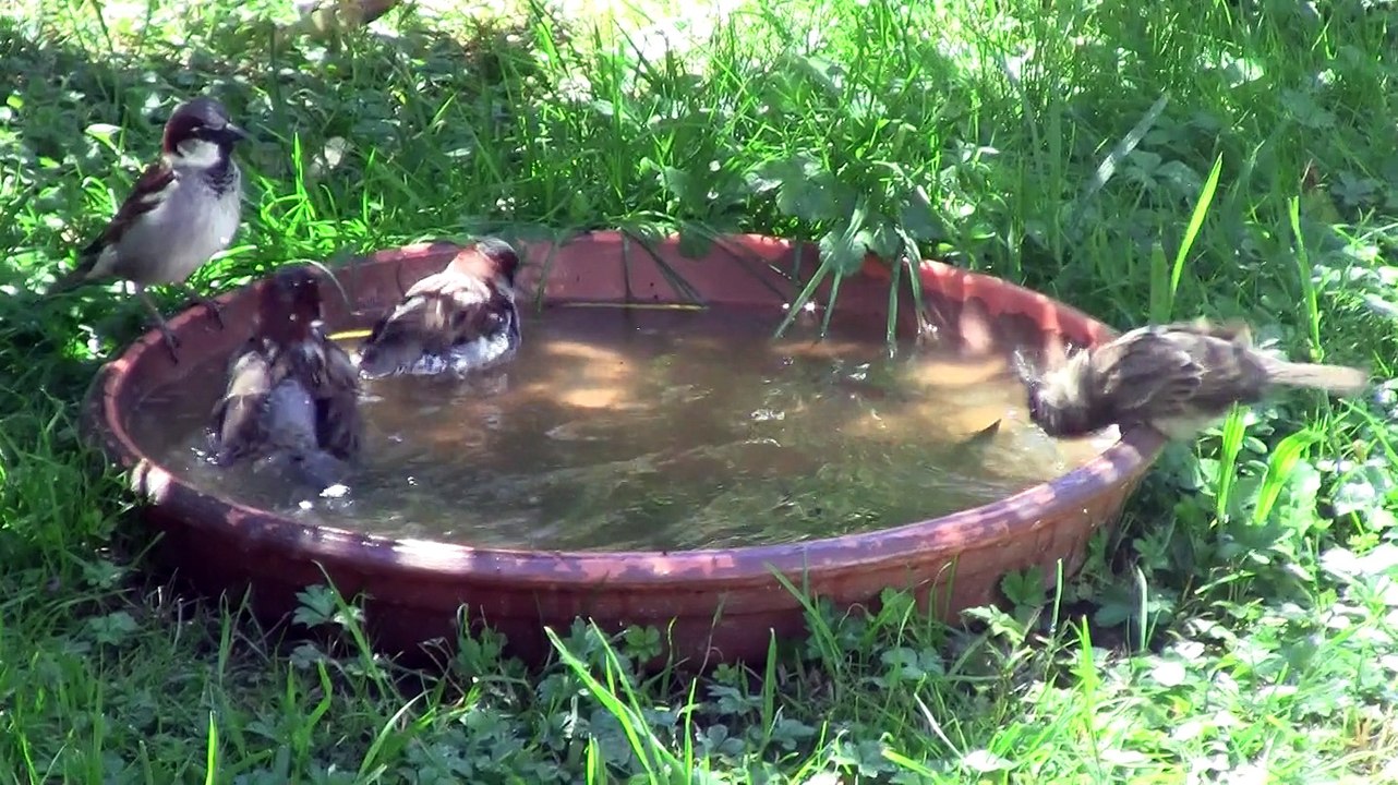 les moineaux se baignent