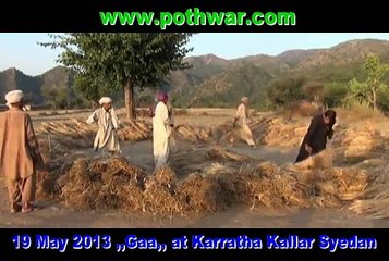 Gha, wheat harvesting in Karratha