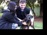 Aggressive Behavior in Dogs | drsophiayin.com