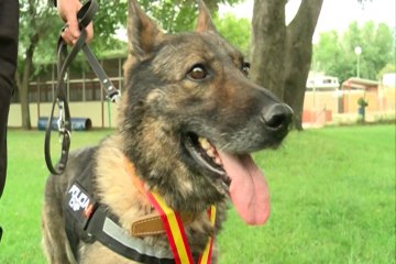'Nena' consigue ser la mejor perro de la Policía
