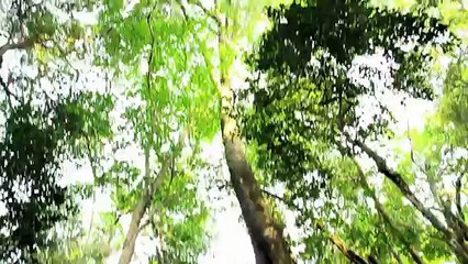 San Andrés: la comunidad del xate