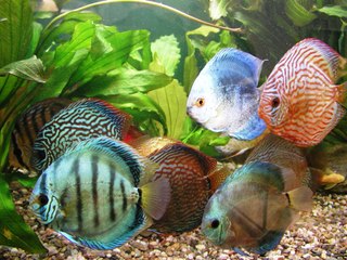 Discus Balığı (Diskus)