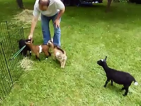 This goat is CRAZY!!! Bouncing baby goat