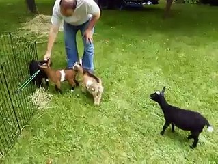Un Bebe Chevre Saute Partout Et Eclate Ses Potes Dingue Video Dailymotion