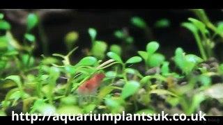 Aquatic Plants Uk Online - Fish Tank Accessories - Information