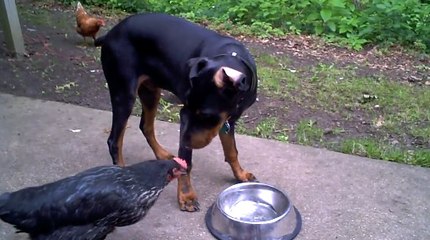 Tavuk Doberman Pinscher'ın Yemeğini Yiyor