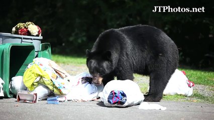 Black Bear Digging Through Trash