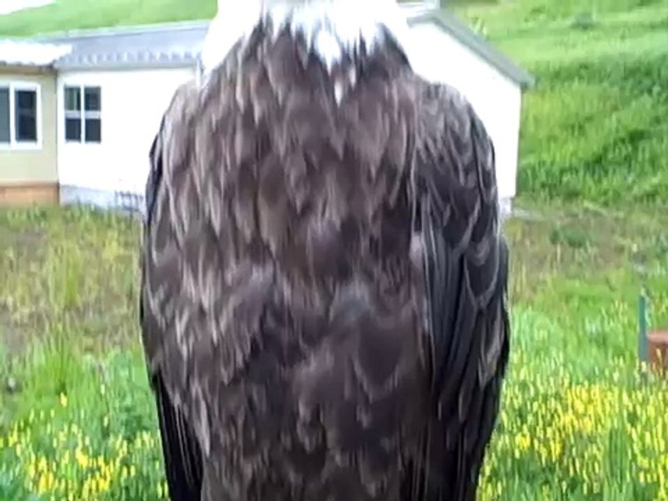 An Eagle With Nothing to Say