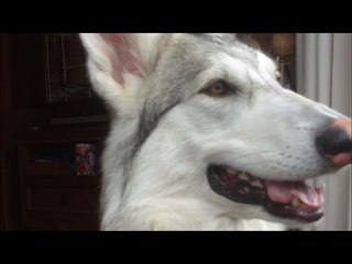 Northern Inuit/DireWolf Dog(Sashka)