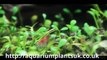 Aquatic Plants Uk Online - Fish Tank Calculator - Help
