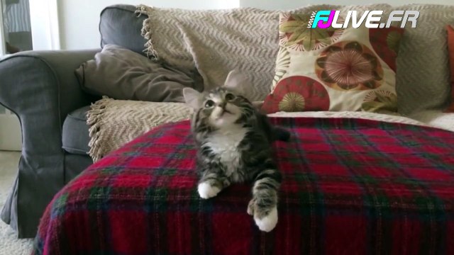 Ce chat danse sur Uptown Funk