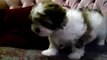 Adorable Maltese and Shih Tzu Puppy